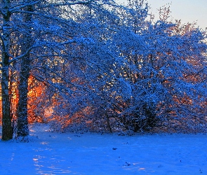 Drzewa, Zima, Światło, Przebijające, Pola
