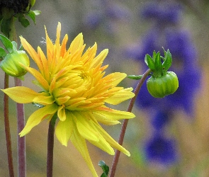 Żółta, Kwiat, Dalia