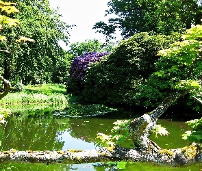 Pień, Zwalony, Park, Staw