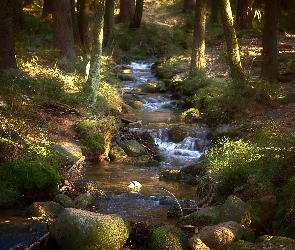 Kamienie, Strumień, Las, Woda