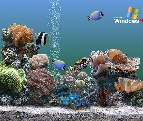 Rybki, Akwarium, Windows, Xp
