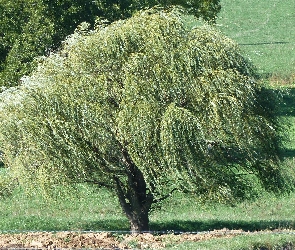 Płacząca, Trawa, Wierzba