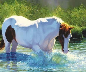 Koń, Kąpiel, Woda