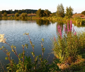 Zarośla, Trawy, Jezioro