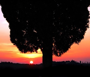 Drzewo, Słońca, Zachód