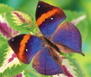 Motyl, Pokrzywa, Kolorowy