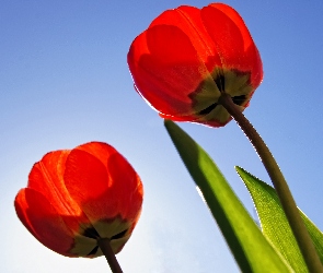Czerwone, Nieba, Błękit, Tulipany, Dwa