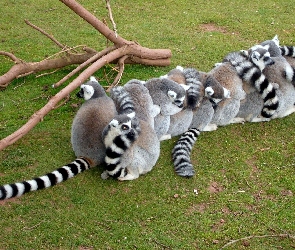 Lemurów, Stadko, Konary, Drzewa