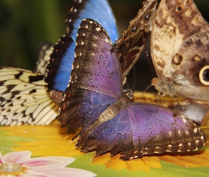 Kolorowe, Skrzydła, Motyle