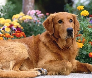 Pies, Golden Retriever, Brązowy