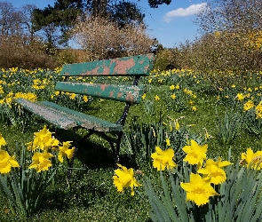 Ogród, Ławeczka, Żonkile