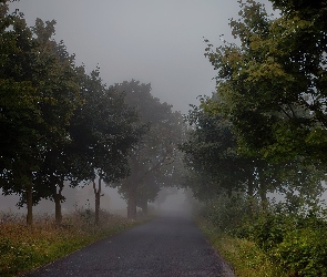 Droga, Zarośla, Drzewa, Mgła