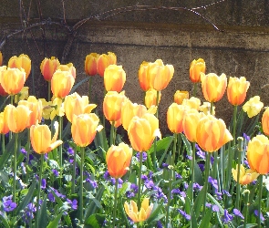 Tulipany, Mur, Żółte