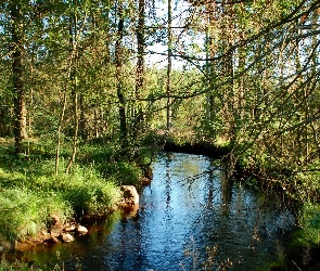 Trawy, Rzeka, Drzewa