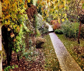 Park, Jesień, Liście, Drzewa, Dróżka