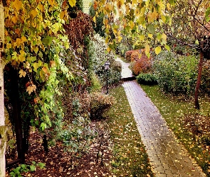 Dróżka, Jesień, Drzewa, Liście, Park