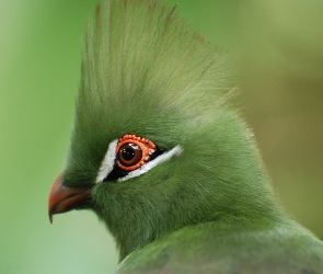 Zielony, Turaco