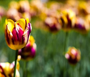 Kolorowe, Żółte, Fioletowo, Tulipany