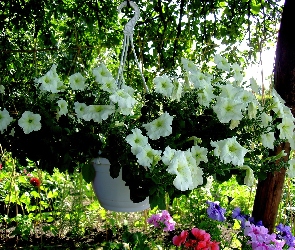 Biała, Ogród, Petunia