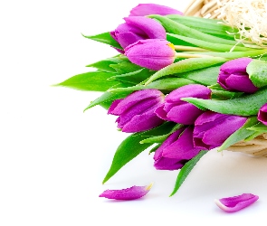 Tulipany, Wiosna, Fioletowe