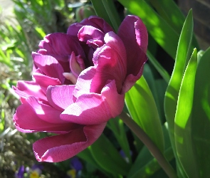 Różowy, Liście, Tulipan, Pełny