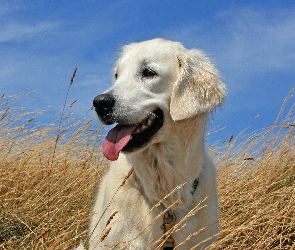 Trawa, Golden Retriever, Niebo