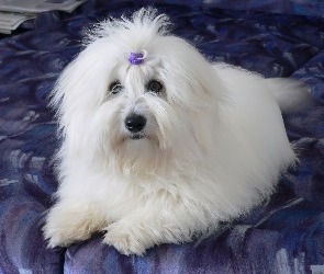 Piesek, Kokardka, Coton de Tulear