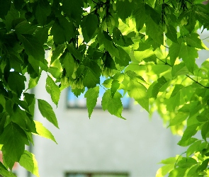 Zielone, Liście