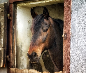 Okienko, Koń