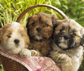 Szczeniaczki, Shih Tzu, Trawa, Kosz, Trzy