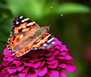 Motyl, Kwiat