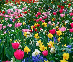Kolorowe, Żonkile, Tulipany