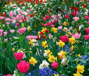 Tulipany, Żonkile, Kolorowe