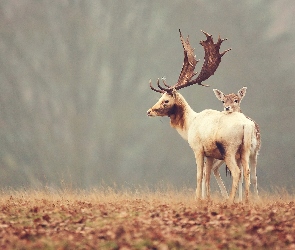 Jeleń, Łania
