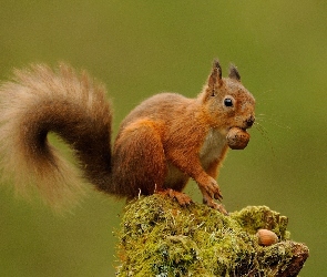 Wiewiórka, Orzeszki, Dwa