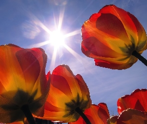 Promienie, Tulipany, Słońca