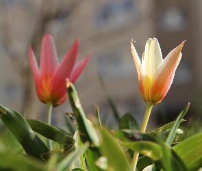Kwiaty, Wiosna, Tulipany