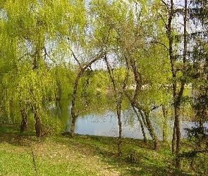 Drzewa, Jesień, Jezioro