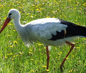 Łąka, Kwiatki, Bocian