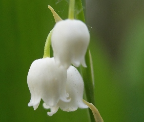 Konwalia, Majowa, Biała