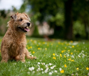 Trawa, Kwiatki, Piesio