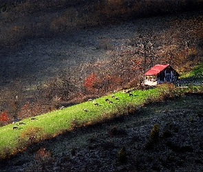 Drzewa, Farmy i pola, Owce, Domek, Łąka