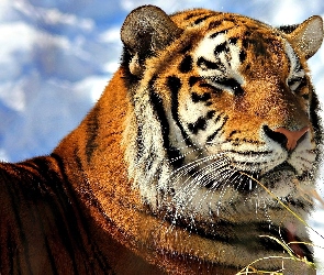 Głowa, Tygrysa
