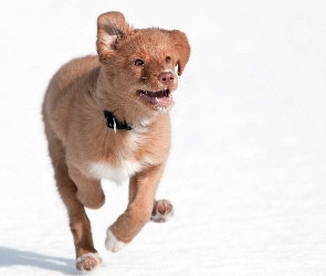 Bieg, Obroża, Piesek