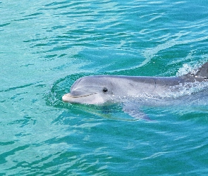Delfin, Woda, Basen