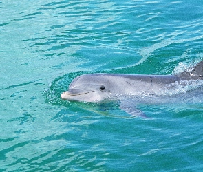 Basen, Woda, Delfin