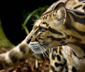 Drapieżny, Ocelot