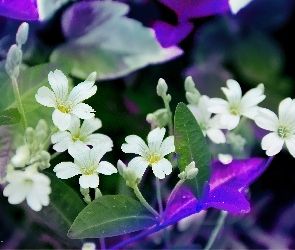 Kwiaty, Białe