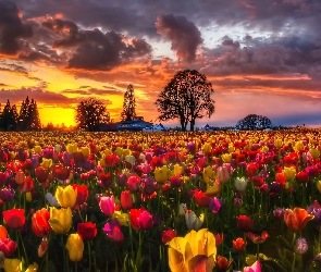 Zachód, Tulipany, Kolorowe, Słońca
