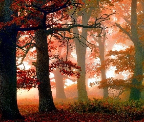 Jesień, Mgła, Czerwone, Liście, Drzewa